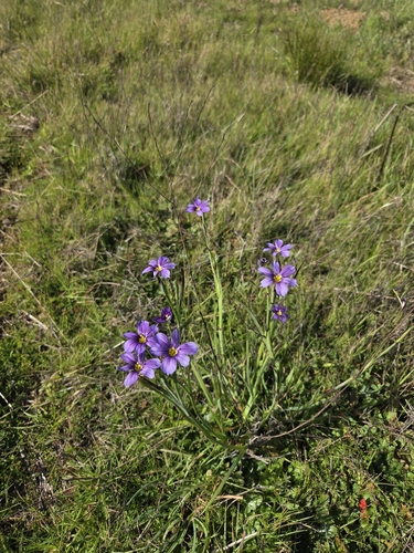 iNaturalist observation photo of western blue-eyed grass