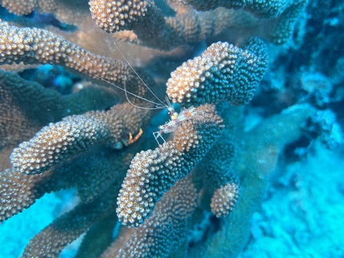 Stenopus hispidus observed 2026-01-24