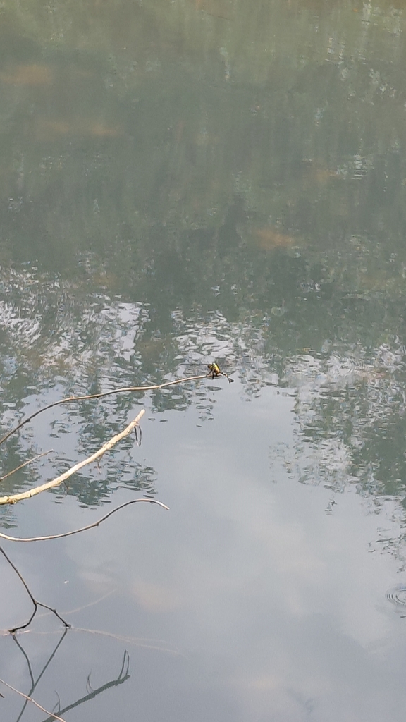 Ictinogomphus decoratus (Ictinogomphus decoratus)