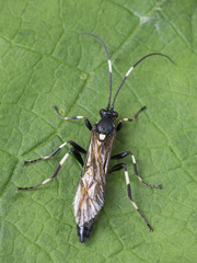 Patrocloides dubitatorius