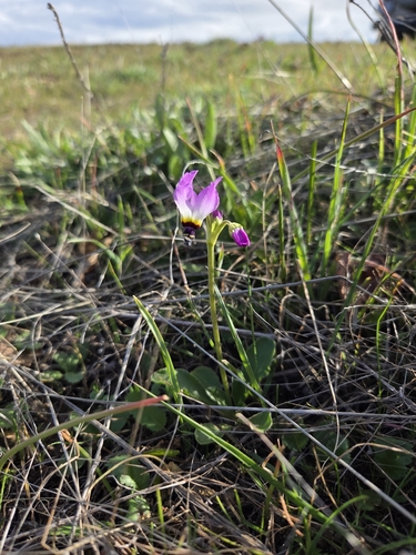 iNaturalist observation photo of Padre's Shooting Star