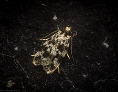 Barea eucapnodes