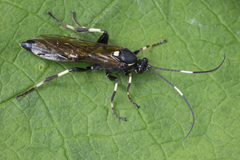 Patrocloides dubitatorius