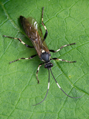 Patrocloides dubitatorius