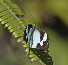 Lieinix nemesis nemesis