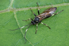 Patrocloides dubitatorius