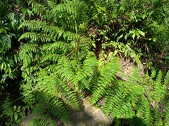 Dennstaedtia scandens