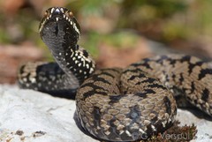 Vipera berus bosniensis