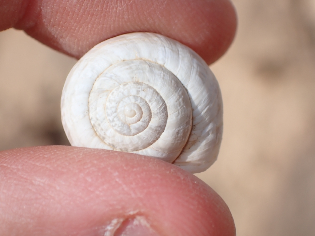 Xerocrassa zilchi