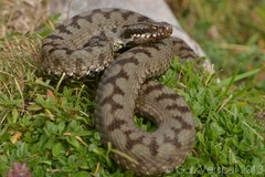 Vipera berus bosniensis