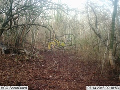 Sylvilagus cunicularius insolitus