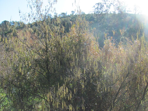 Alnus lusitanica (Alnus lusitanica)