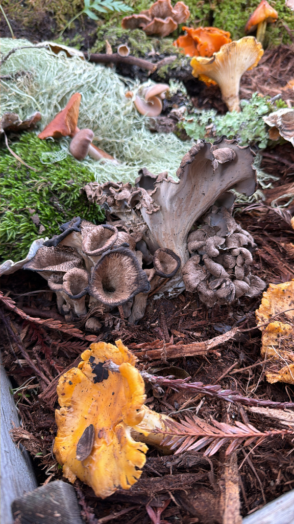 Craterellus calicornucopioides · January 2026 · photo: © claire2 (iNaturalist, cc0)