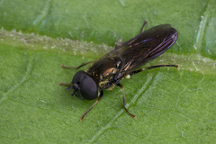 Pyrophaena rosarum