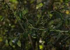 Cassinopsis ilicifolia