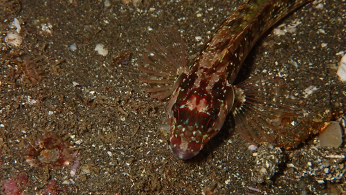 Island kelpfish (Alloclinus holderi) — Labrisomidae