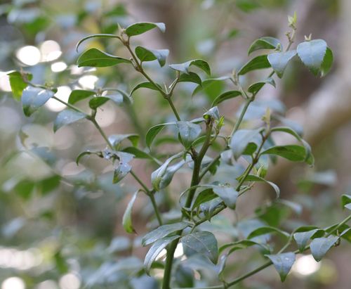 Cassinopsis ilicifolia (Cassinopsis ilicifolia)