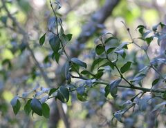 Cassinopsis ilicifolia