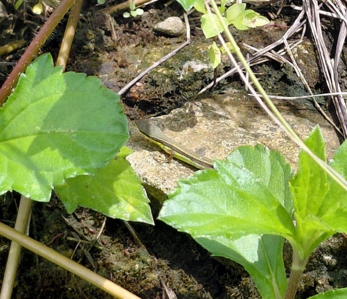 Takydromus sexlineatus