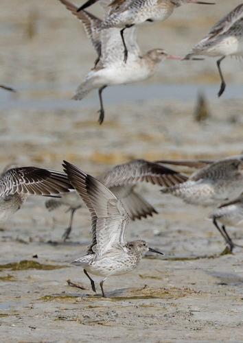 Great Knot