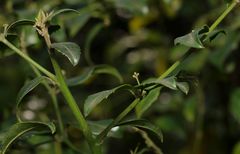 Cassinopsis ilicifolia