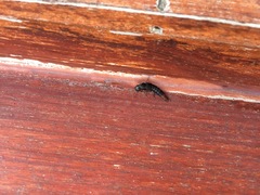 Platydracus scabrosus