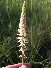 Kniphofia buchananii