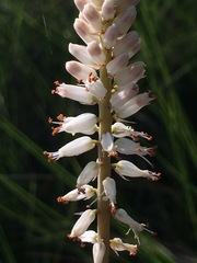 Kniphofia buchananii