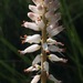 Kniphofia buchananii - Photo (c) Ricky Taylor, μερικά δικαιώματα διατηρούνται (CC BY-NC), uploaded by Ricky Taylor