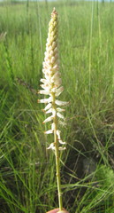 Kniphofia buchananii