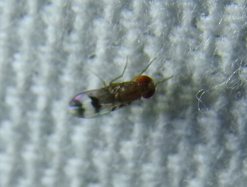 Unknown species found near Lake Highlands, Dallas, TX, USA