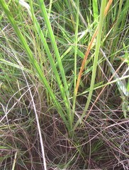 Kniphofia buchananii