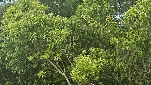 Vepris lanceolata