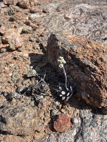 Namaqua Stonecrop (Crassula namaquensis)