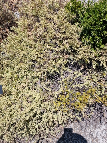 Guichenotia ledifolia