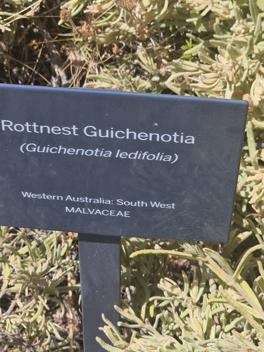 Guichenotia ledifolia, photograph 2