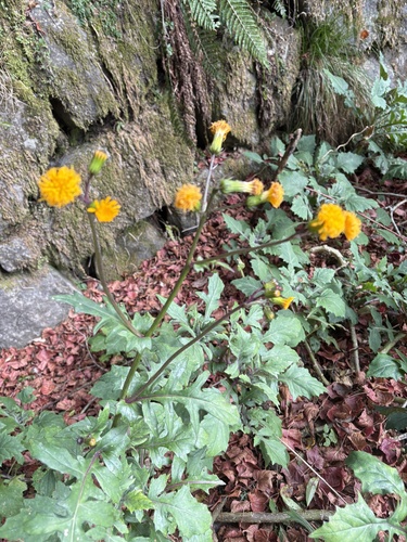 Gynura japonica, photograph 6