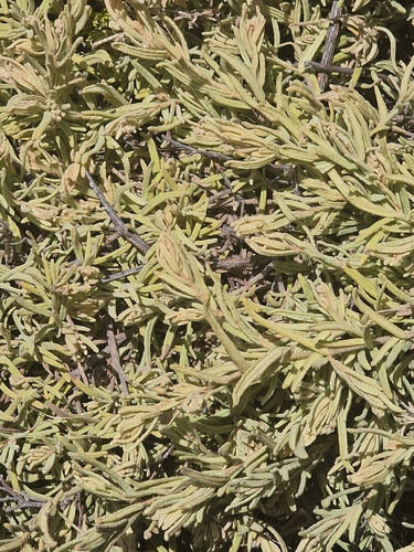 Guichenotia ledifolia, photograph 3