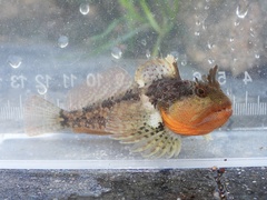 Scalyhead Sculpin photo 2