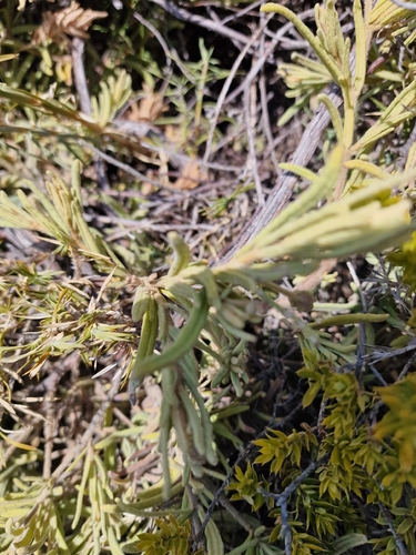Guichenotia ledifolia, photograph 4