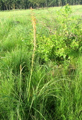 Kniphofia laxiflora