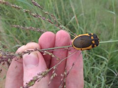 Pachnodella impressa