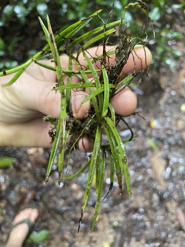 Schoenorchis micrantha observed 2026-01-25