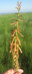 Kniphofia laxiflora