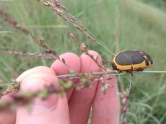 Pachnodella impressa