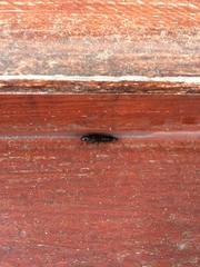 Platydracus scabrosus