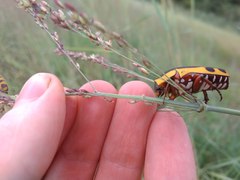 Pachnodella impressa