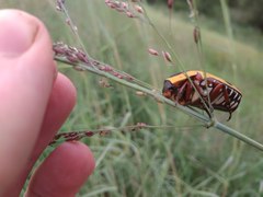 Pachnodella impressa