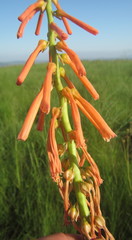 Kniphofia laxiflora