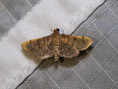 Omiodes indicata